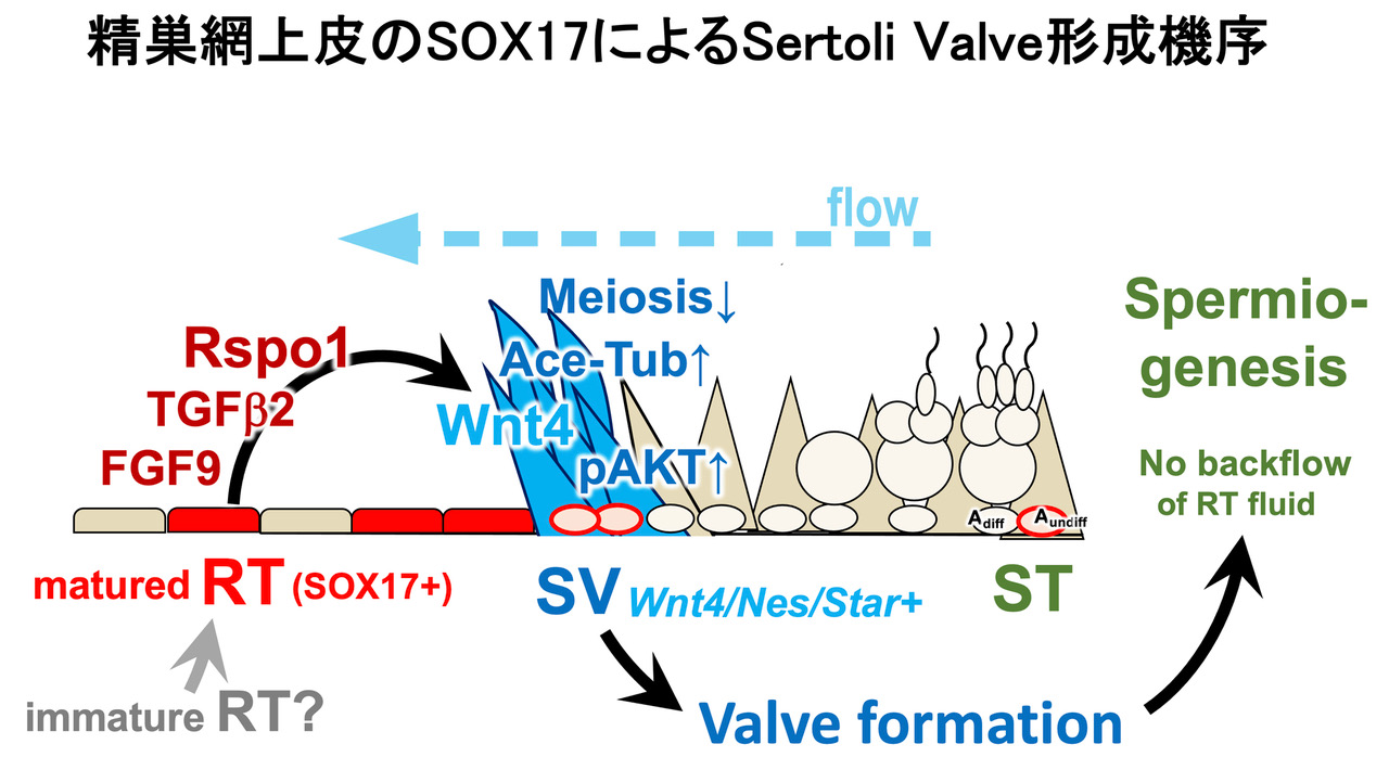 SV_sox17