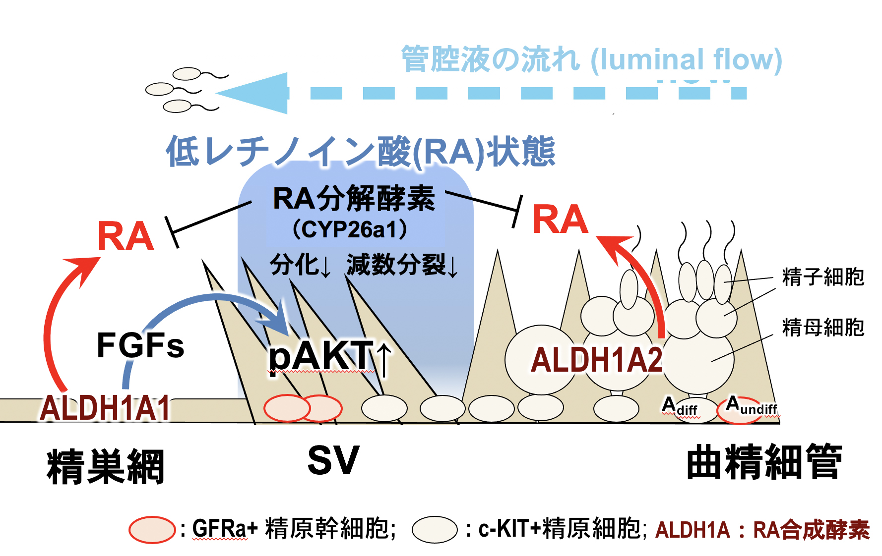 luminalflow