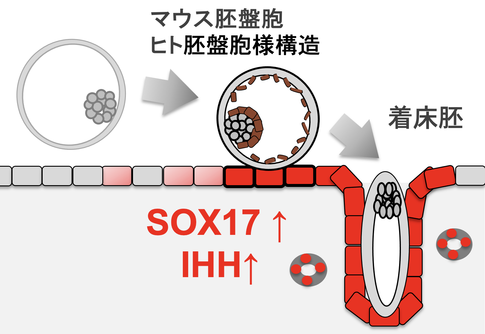 着床の模式図